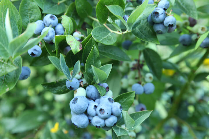 How to Prune Blueberry Bushes How to Prune Blueberry Bushes
