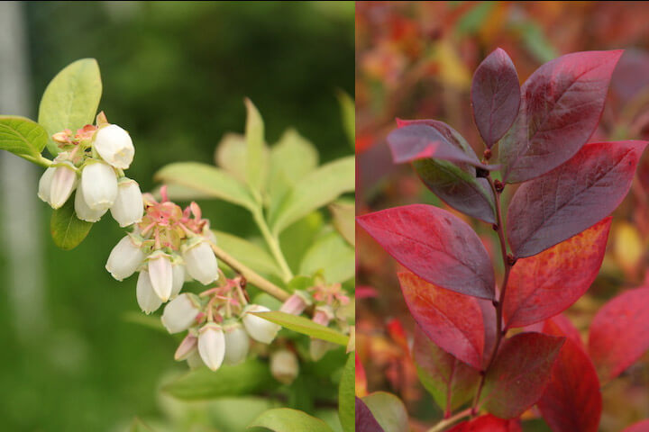 Caring for Blueberry Plants Caring for Blueberry Plants
