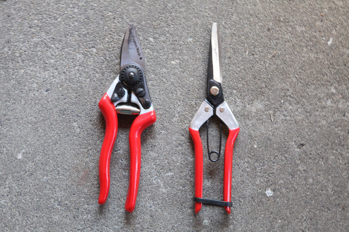 How to Prune Blueberry Bushes How to Prune Blueberry Bushes